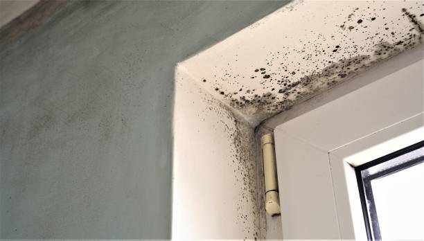 Trusted Stevensville, MD Mold Removal Experts